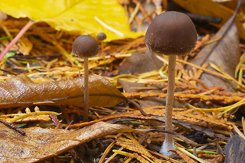 likely Psathyrella sp.  Fall,Geotagged,United States
