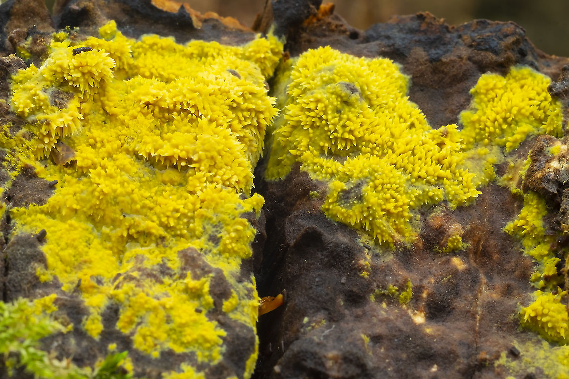 yellow splash tooth  Fall,Geotagged,Pale-yellow splash tooth,Sarcodontia uda,United States