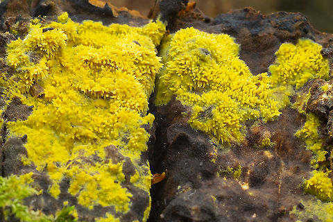 yellow splash tooth  Fall,Geotagged,Pale-yellow splash tooth,Sarcodontia uda,United States