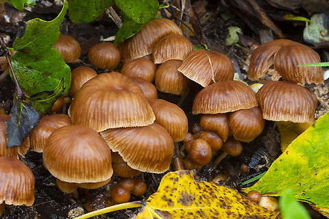 Brown mushroom cluster found an ID BUT... I'm not sure which is the most up to date name for this Marasmiellus subpruinosus or Gymnopus subpruinosus... Fall,Geotagged,Gymnopus subpruinosus,United States