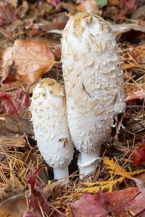 Shaggy ink cap  Coprinus comatus,Fall,Geotagged,Shaggy ink cap,United States