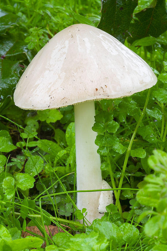 overflowing slimy stem very slimy (it was raining though) Fall,Geotagged,Limacella illinita,Overflowing Slimy Stem,United States