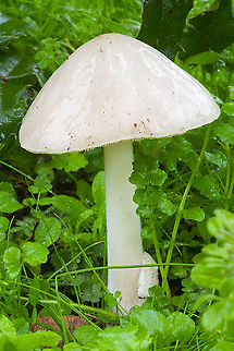 overflowing slimy stem very slimy (it was raining though) Fall,Geotagged,Limacella illinita,Overflowing Slimy Stem,United States