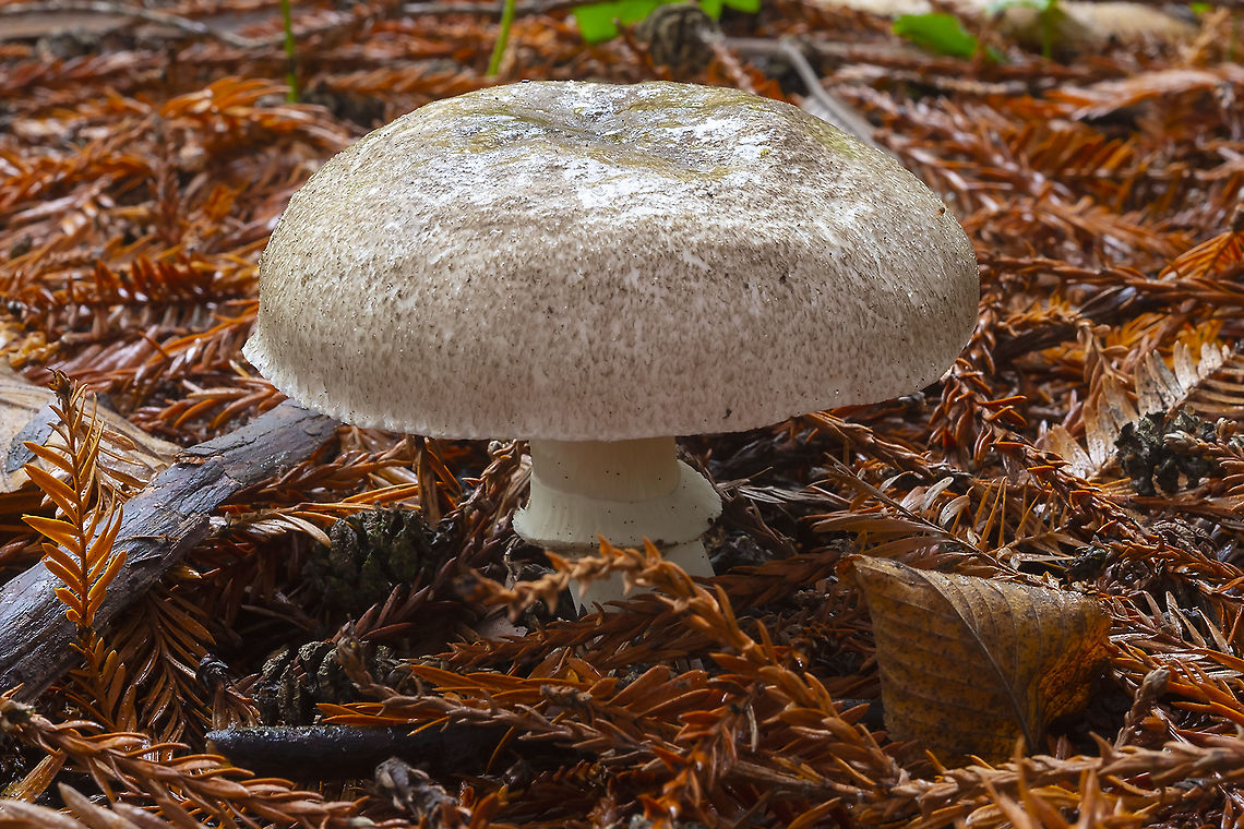 Large Agaricus  Agaricus deardorffensis,Fall,Geotagged,United States