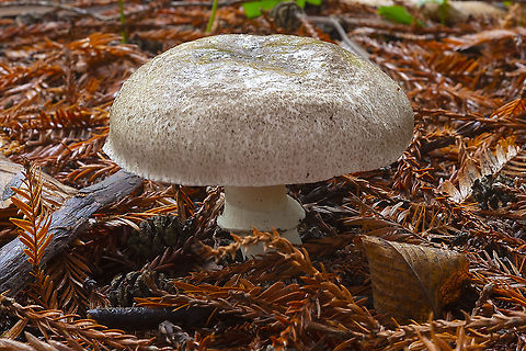 Large Agaricus  Agaricus deardorffensis,Fall,Geotagged,United States