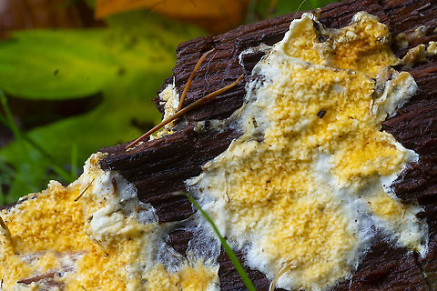 Leucogyrophana romellii  Fall,Geotagged,Leucogyrophana romellii,United States