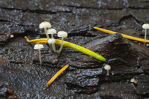 Bark bonnet  Fall,Geotagged,Phloeomana speirea,United States