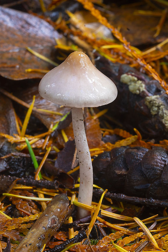 Inocybe geophylla slightly lilac, fading with age Earthy inocybe,Fall,Geotagged,Inocybe geophylla,Inocybe geophylla lilacina,Lilac Fibrecap,United States