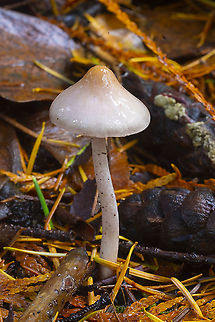 Inocybe geophylla slightly lilac, fading with age Earthy inocybe,Fall,Geotagged,Inocybe geophylla,Inocybe geophylla lilacina,Lilac Fibrecap,United States