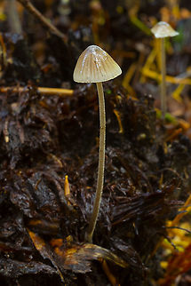 Tan Mycena these particular ones seemed to like growing on the 'stumps' of sword ferns (there's been a mysterious sword fern die off in the park) Fall,Geotagged,United States