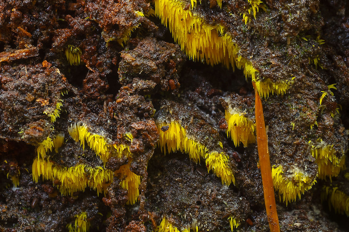 Mucronella pulchra  Fall,Geotagged,Mucronella pulchra,United States