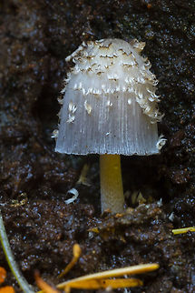 Coprinopsis strossmayeri Came to this ID more by process of elimination - there are not too many Coprinopsis sp. here and this one at least matches the description well. For this species overall there really is not much information.... some accounts reference this as growing on dung others on wood. This particular one was growing on wood. 
Coprinopsis strossmayeri may be part of a species complex with C. variegata - which is documented to occur only east of the Great Plains. Fall,Geotagged,United States,coprinopsis strossmayeri