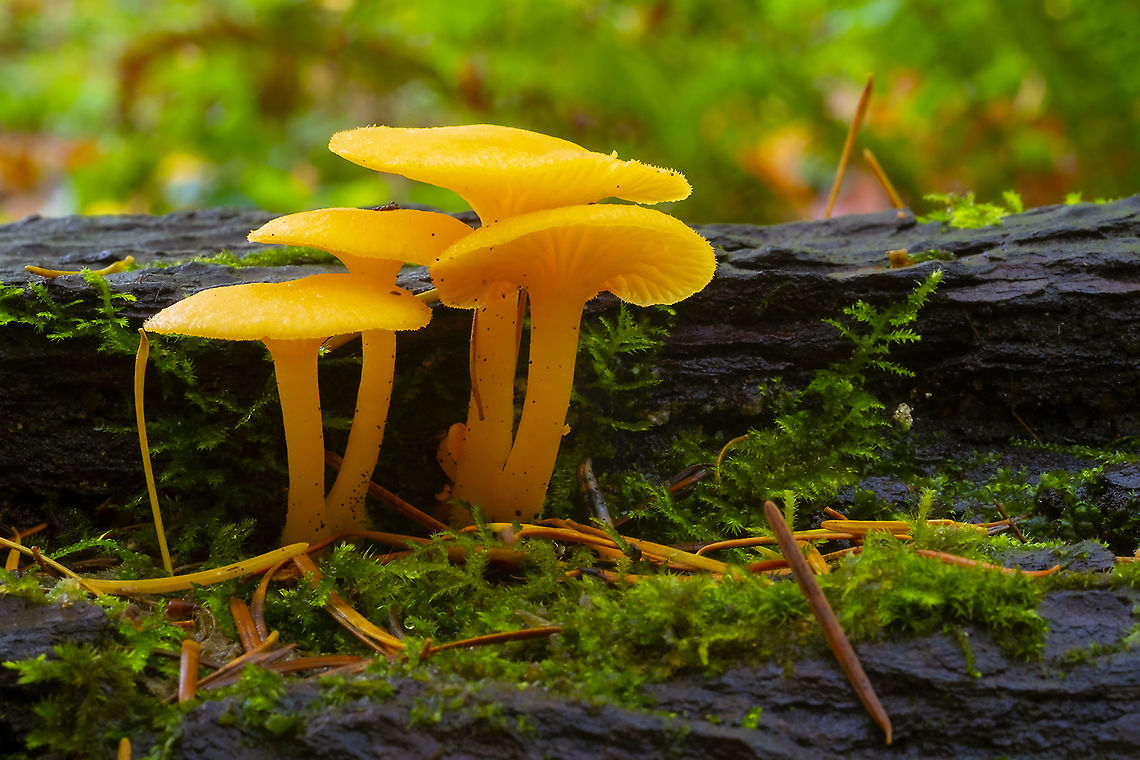 Chrysomphalina aurantiaca super common in the fall in the PNW Chrysomphalina aurantiaca,Fall,Geotagged,United States