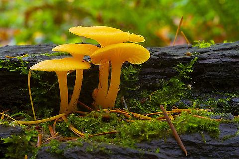 Chrysomphalina aurantiaca super common in the fall in the PNW Chrysomphalina aurantiaca,Fall,Geotagged,United States
