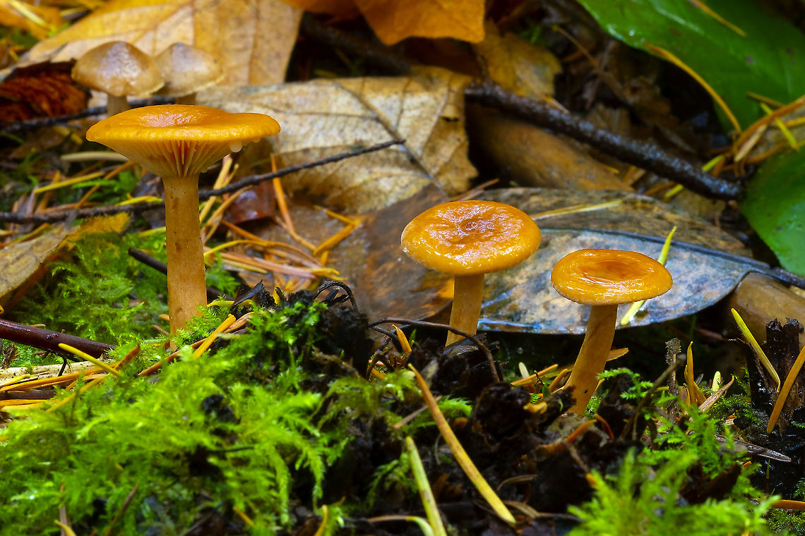 Candy cap looks very much like a number of other orange Lactarius, but if dried is unmistakable... strong, strong smell of maple syrup. Personally, I think they also feel different - the cap is subtly rough almost like a cat&#039;s tongue, which does not appear to be true of other species. Very common in this park.  Candy Cap,Fall,Geotagged,Lactarius rubidus,United States