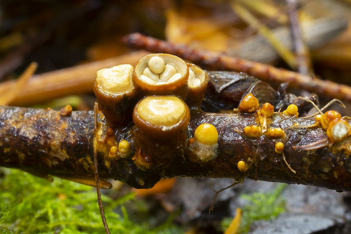 Bird's nest  Crucibulum crucibuliforme,Fall,Geotagged,United States
