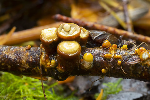 Bird's nest  Crucibulum crucibuliforme,Fall,Geotagged,United States