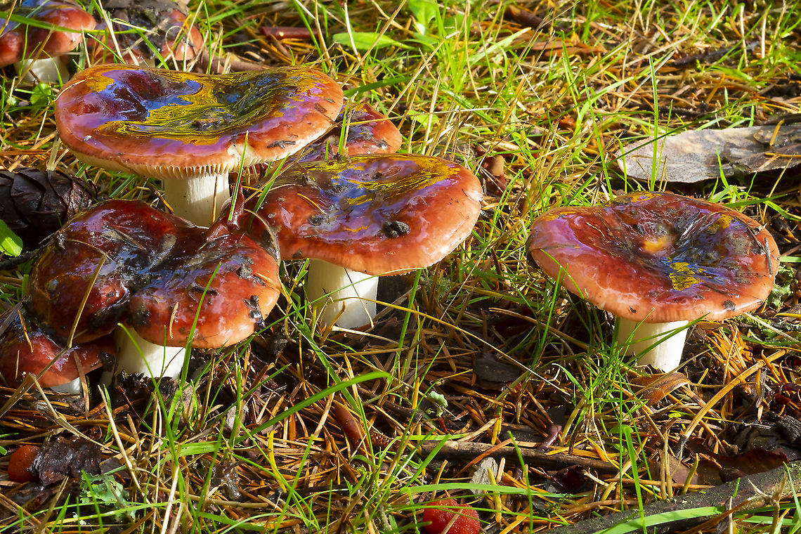 slimy red russulas There's too many red russulas to ID these... but they are odd. I've never seen Russula so slimy. It has been raining a lot and these were very freshly emerged. Fall,Geotagged,United States