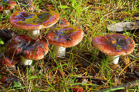 slimy red russulas There's too many red russulas to ID these... but they are odd. I've never seen Russula so slimy. It has been raining a lot and these were very freshly emerged. Fall,Geotagged,United States