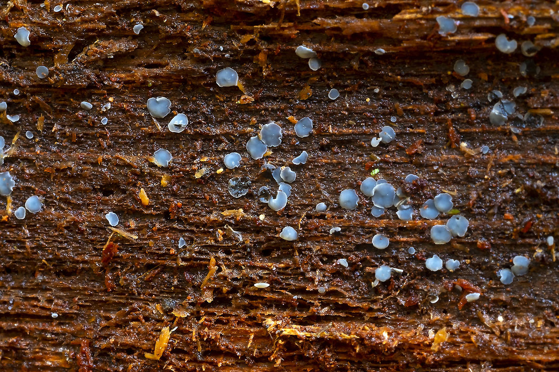 Grey disco  Fall,Geotagged,Grey disco,Mollisia cinerea,United States