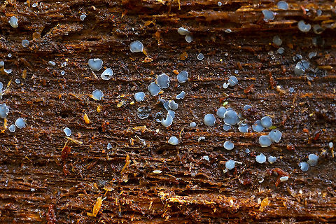 Grey disco  Fall,Geotagged,Grey disco,Mollisia cinerea,United States