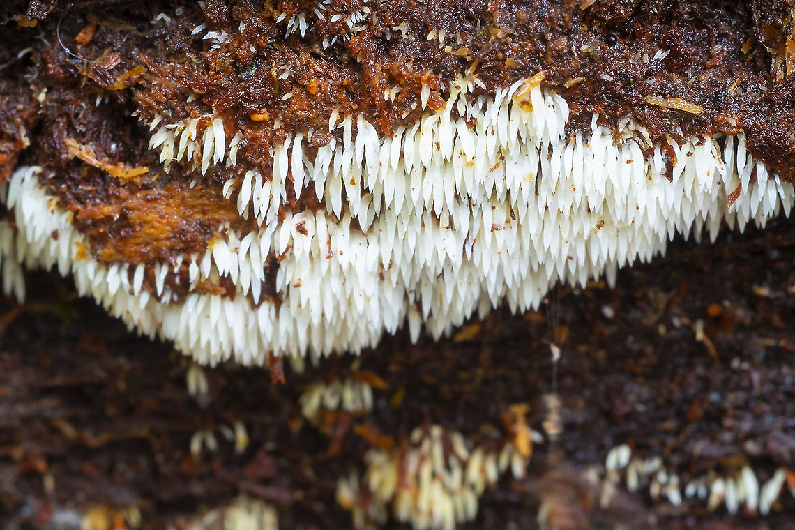 Mucronella calva  Fall,Geotagged,Mucronella bresadolae,Mucronella calva,United States