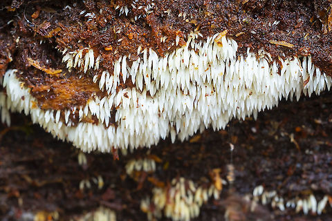 Mucronella calva  Fall,Geotagged,Mucronella bresadolae,Mucronella calva,United States