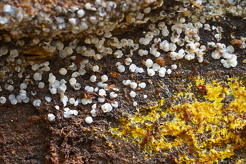 Tatraea macrospora this one is a two-for... the orange may be Piloderma fallax, but I'm not sure.  Fall,Geotagged,Tatraea macrospora,United States