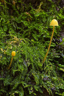likely Galerina sp. there are many small Galerina in the area that aren't well studied or classified...  Fall,Geotagged,United States