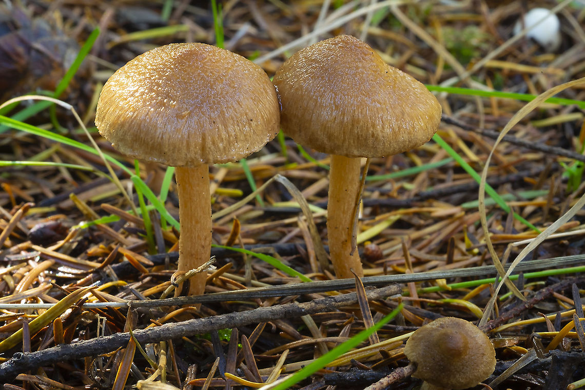 likely Inocybe sp. many that have a similar shaggy appearance Fall,Geotagged,United States