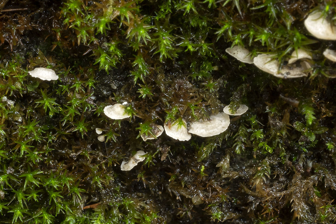 small moss oysterling  Arrhenia retiruga,Fall,Geotagged,United States,small moss oysterling