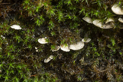 small moss oysterling  Arrhenia retiruga,Fall,Geotagged,United States,small moss oysterling
