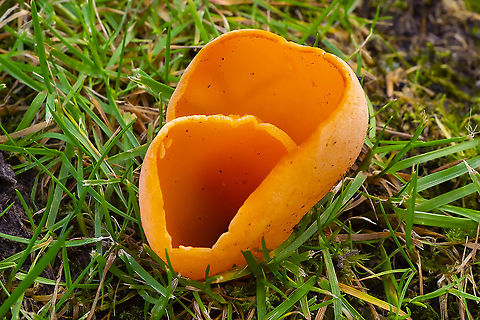 Orange peel fungus  Aleuria aurantia,Fall,Geotagged,Orange peel fungus,United States