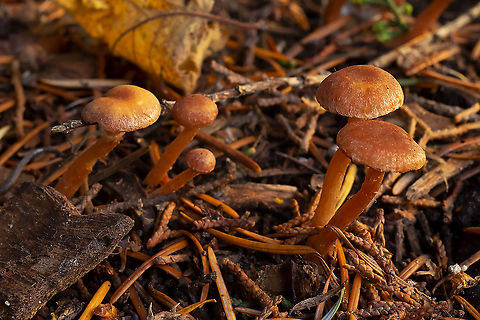 tubaria  Fall,Geotagged,Scurfy twiglet,Tubaria furfuracea,United States