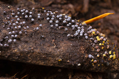 likely Didymium sp. slime mold  Fall,Geotagged,United States