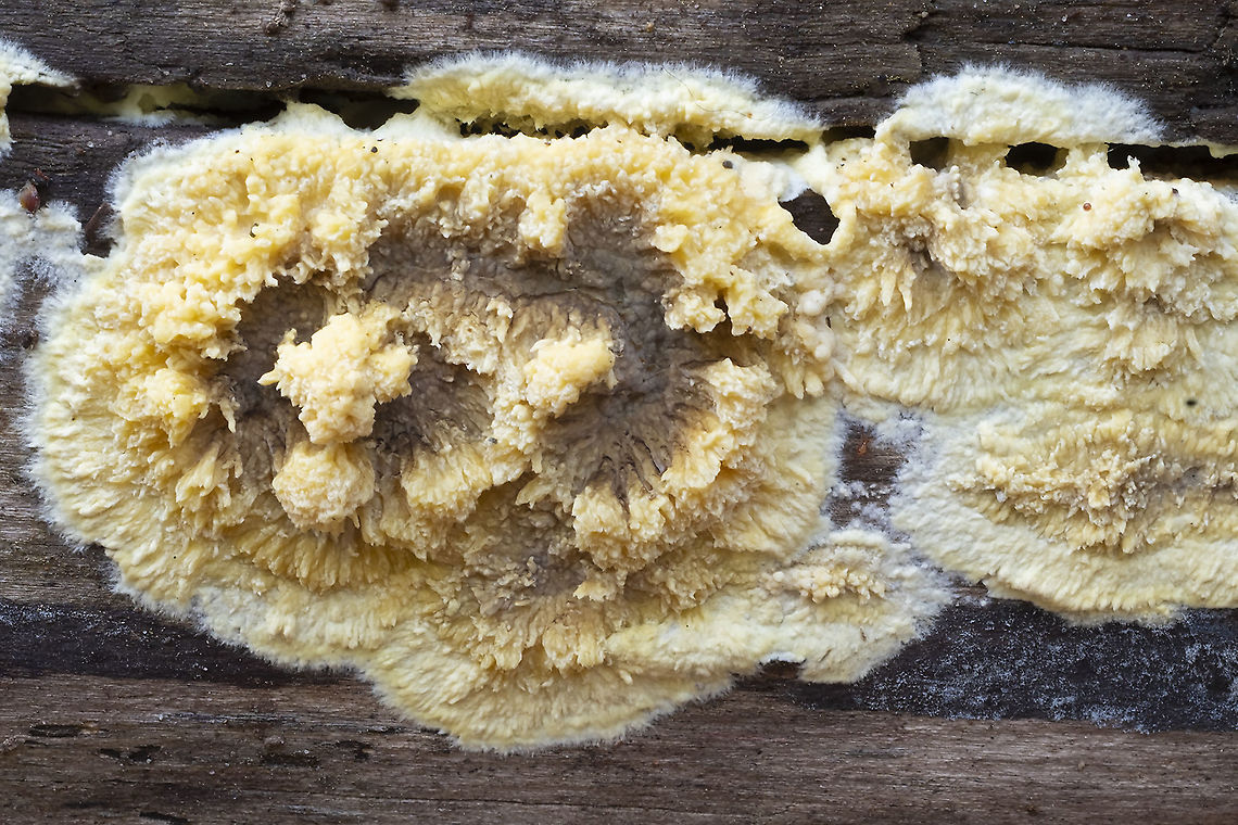 Wet rot  Coniophora puteana,Fall,Geotagged,United States,wet rot