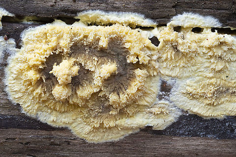 Wet rot  Coniophora puteana,Fall,Geotagged,United States,wet rot