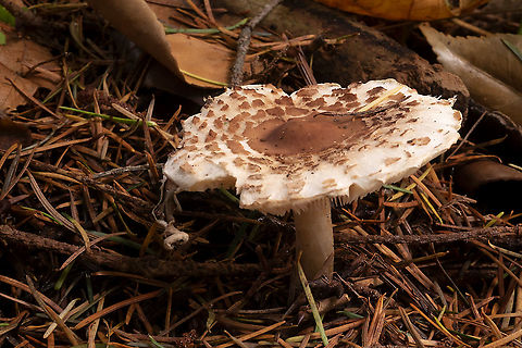 shaggy parasol one of several Chlorophyllum species in this area that share this common name.  Chlorophyllum rhacodes,Fall,Geotagged,United States