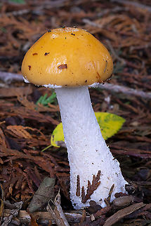 ambiguous Stropharia  Fall,Geotagged,Questionable Stropharia,Stropharia ambigua,United States