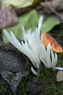 fairy fingers  Clavaria fragilis,Fairy fingers,Fall,Geotagged,United States