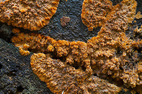 wrinkled crust  Fall,Geotagged,Phlebia radiata,United States,Wrinkled crust