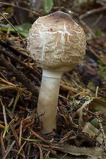 Shaggy parasol var. brunneum  Chlorophyllum rhacodes,Fall,Geotagged,United States