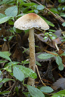 yellowfoot dappling  Fall,Geotagged,Lepiota magnispora,United States