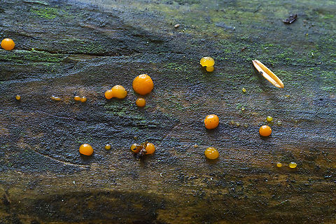 common jellyspot  Common Jellyspot,Dacrymyces stillatus,Fall,Geotagged,United States