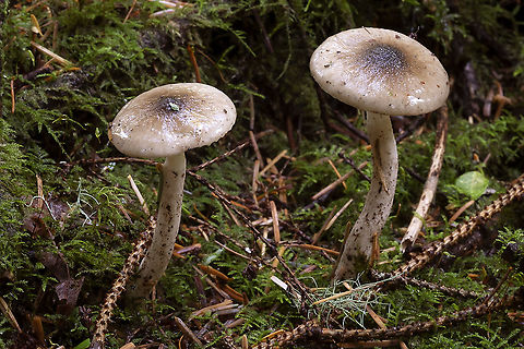 Hygrophorus sp. Seemed to prefer boggy areas. White, widely spaced, decurrent gills. Quite slimy. Could be one of a number of very similar Hygrophorus sp.  Fall,Geotagged,United States