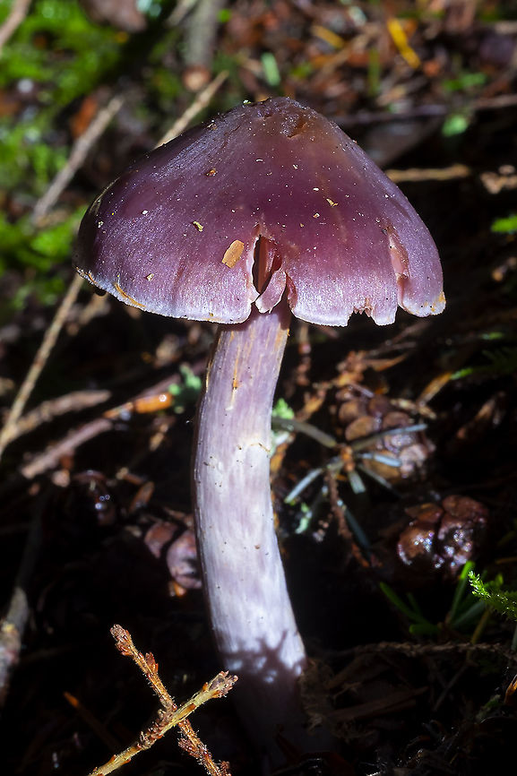 variable Cortinarius likely a species complex of 8 or more... silky looking cap, lilac tones &amp; banded stem Cortinarius anomalus,Fall,Geotagged,United States