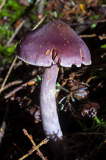 variable Cortinarius likely a species complex of 8 or more... silky looking cap, lilac tones & banded stem Cortinarius anomalus,Fall,Geotagged,United States