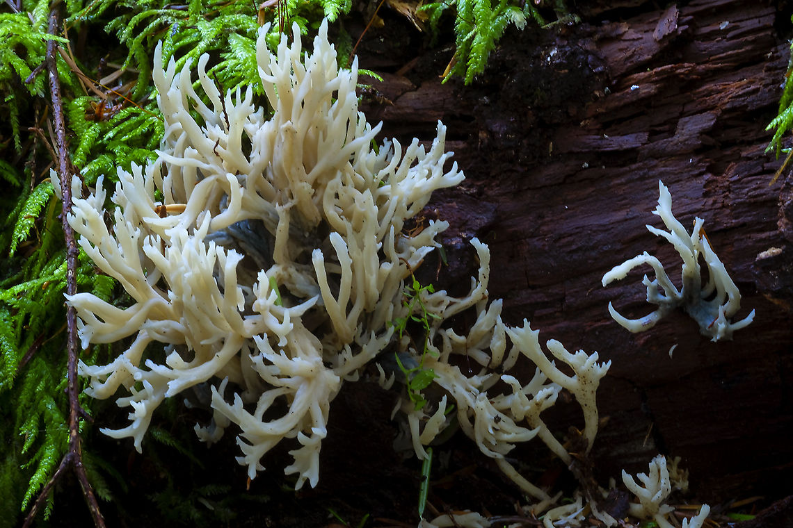 Coral Hmmmm this looks more like Clavulina but is growing from wood, more like Lentaria Fall,Geotagged,United States