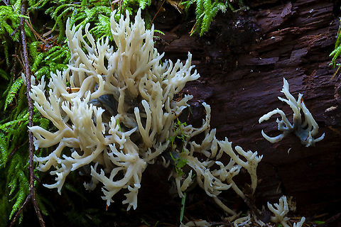 Coral Hmmmm this looks more like Clavulina but is growing from wood, more like Lentaria Fall,Geotagged,United States