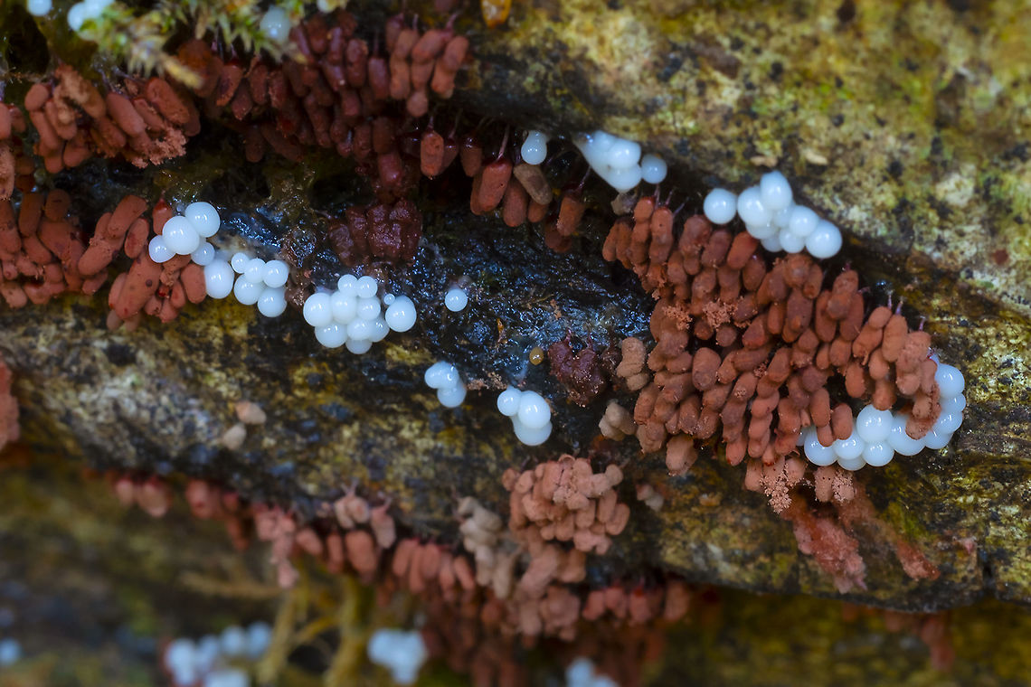 Brick red slime mold various stages of development. possible Arcyria sp. Fall,Geotagged,United States